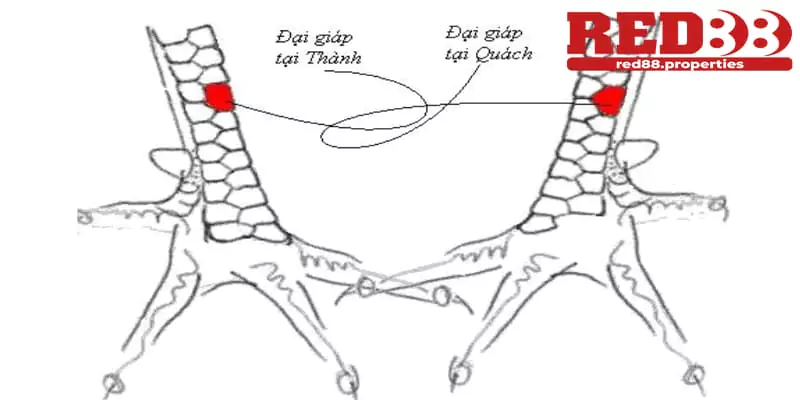 Các loại vảy huyền trâm mà bạn nên biết