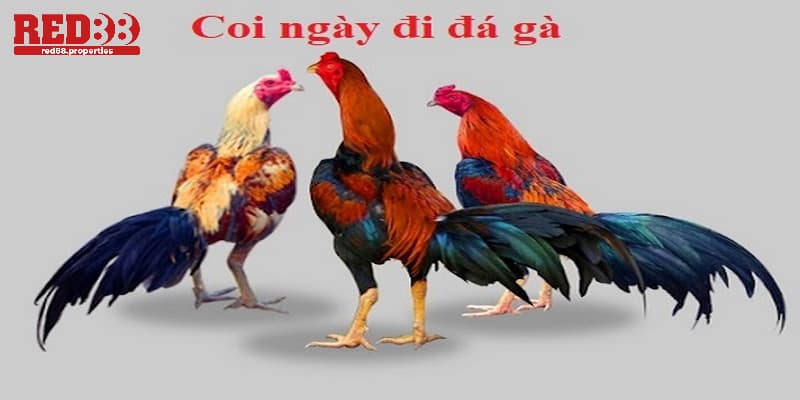 coi ngày đá gà