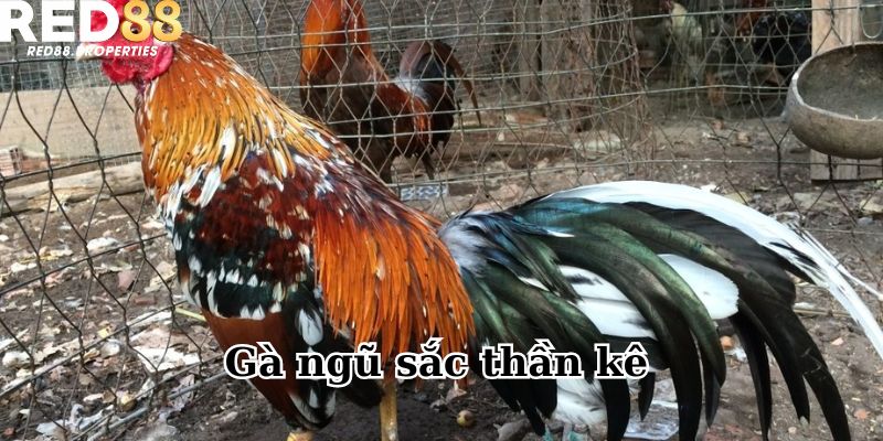 Tìm hiểu thông tin về gà ngũ sắc thần kê