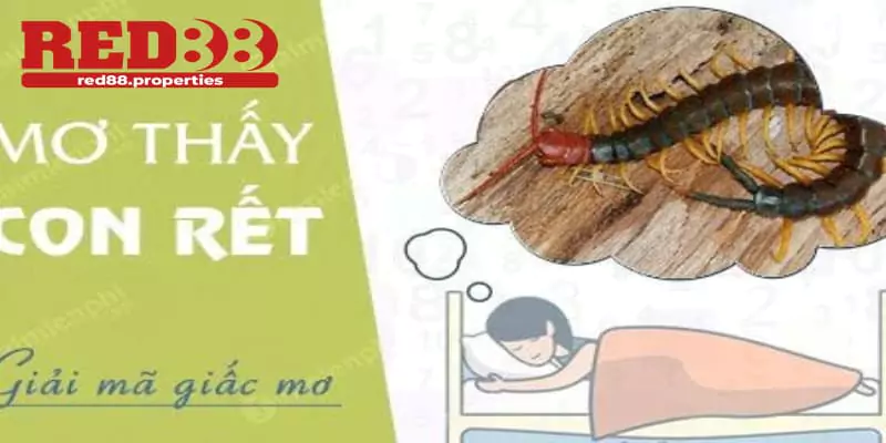 Mơ thấy 2 con rết cắn nhau