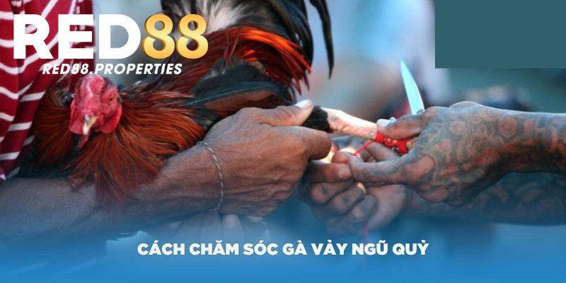 Bật mí cách chăm sóc vảy ngũ quỷ cho cược thủ