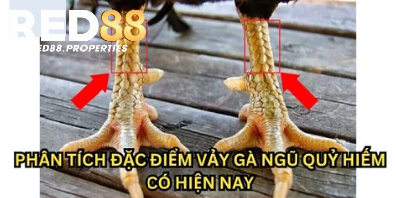 Hướng dẫn cách nhận biết vảy ngũ quỷ chuẩn xác