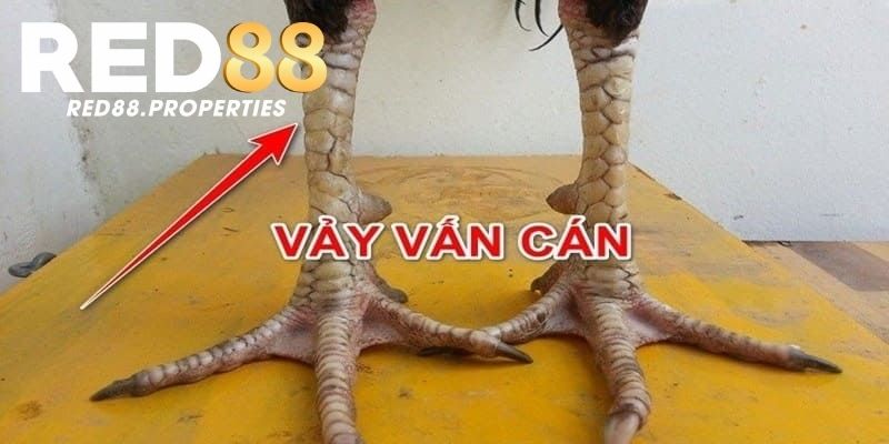 Tìm hiểu sơ lược về vảy gà vấn cán