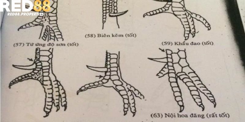 Hướng dẫn cách chăm sóc gà có vảy gà Kích Giáp