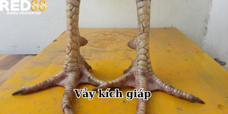 Tổng quan thông tin về vảy Kích Giáp